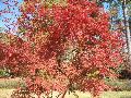 Shindeshojo Japanese Maple